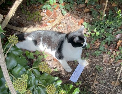 Cat discovering fossils