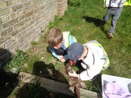 Child looking for bugs