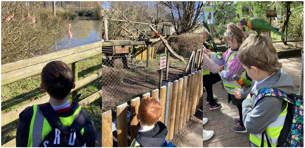 Pupils watching animals at the zoo 