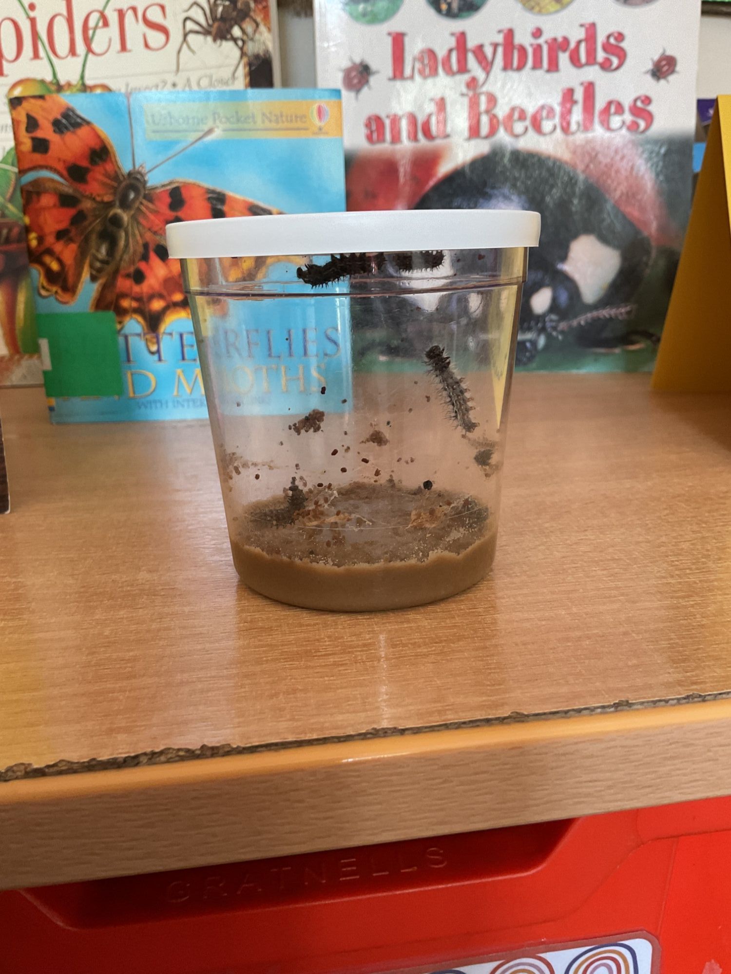 catarpillars in a jar